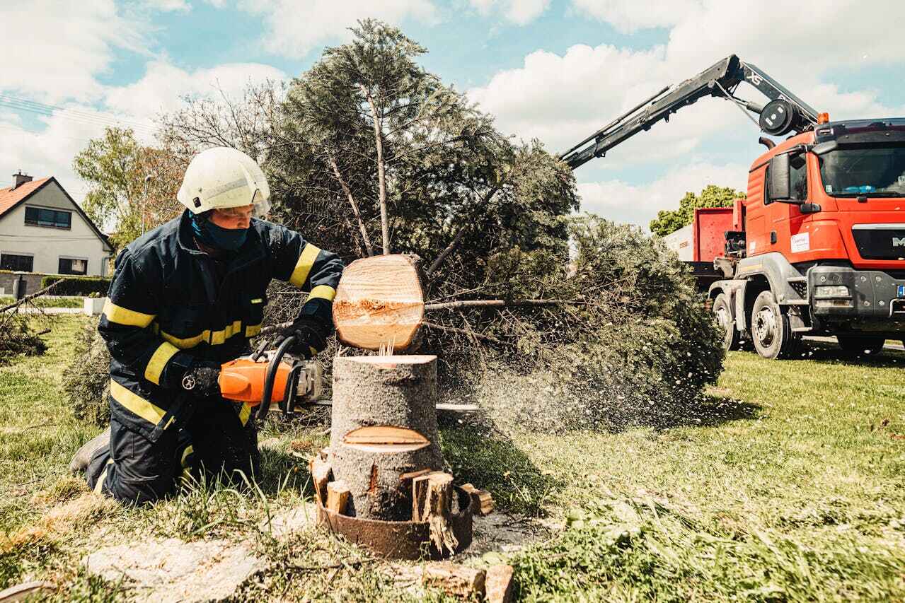 Best Emergency Storm Tree Removal  in USA